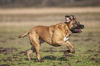 running Cane Corso