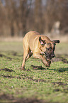 running Cane Corso