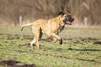 running Cane Corso