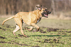 running Cane Corso