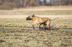 playing Cane Corso