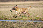 playing Cane Corso
