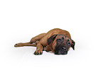 lying Cane Corso