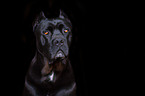 Cane Corso portrait