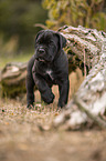 standing Cane Corso puppy