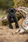 standing Cane Corso puppy