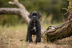 standing Cane Corso puppy