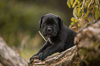 lying Cane Corso puppy