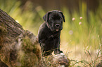 standing Cane Corso puppy