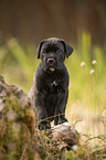 standing Cane Corso puppy