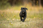 running Cane Corso puppy