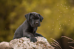 Cane Corso puppy