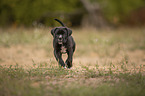running Cane Corso puppy
