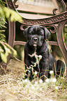 sitting Cane Corso puppy