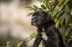 Cane Corso puppy