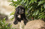 sitting Cane Corso puppy