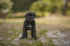 standing Cane Corso puppy