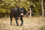 male Cane Corso