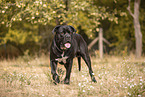 male Cane Corso