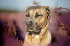 Cane Corso Portrait