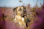 Cane Corso Portrait