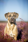 standing Cane Corso