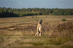 sitting Cane Corso