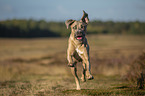 running Cane Corso