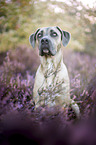 sitting Cane Corso