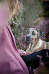 woman with Cane Corso