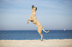 Cane Corso jumps in the air