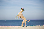 Cane Corso jumps in the air