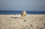 running Cane Corso