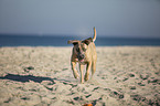 running Cane Corso