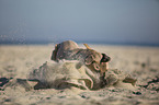 playing Cane Corso