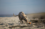 running Cane Corso