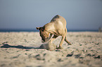 playing Cane Corso