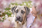 young woman with Cane Corso