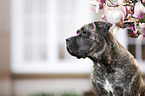 Cane Corso portrait