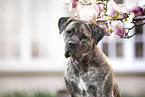 Cane Corso portrait