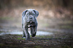 walking Cane Corso Puppy