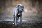 standing Cane Corso Puppy