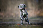 running Cane Corso Puppy