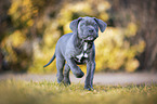 walking Cane Corso Puppy