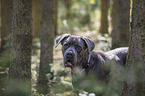 Cane Corso portrait