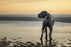 standing Cane Corso