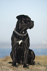 black Cane Corso