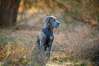 Cane Corso Puppy