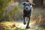 Cane Corso Puppy