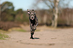 Cane Corso Puppy